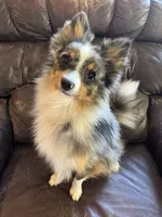 Terrance, a male Australian Cattle Dog and Pomeranian for sale in Bonners Ferry, ID – 6 of 8