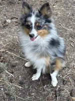 Terrance, a male Australian Cattle Dog and Pomeranian for sale in Bonners Ferry, ID – 2 of 8