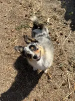 Patty, a female Australian Cattle Dog and Pomeranian for sale in Bonners Ferry, ID – 6 of 10