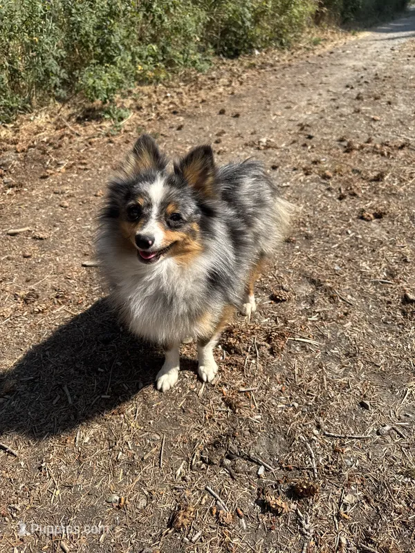 Terrance – Australian Cattle Dog, Pomeranian puppy for sale in Bonners Ferry, ID