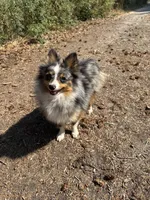 Terrance, a male Australian Cattle Dog and Pomeranian for sale in Bonners Ferry, ID – 1 of 8