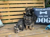 Opie, a male Pomeranian and Yorkshire Terrier for sale in Bonners Ferry, ID – 9 of 10