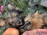 Andy, a male Pomeranian and Yorkshire Terrier for sale in Bonners Ferry, ID – 9 of 10
