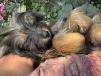Andy, a male Pomeranian and Yorkshire Terrier for sale in Bonners Ferry, ID – 10 of 10