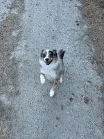 Patty, a female Australian Cattle Dog and Pomeranian for sale in Bonners Ferry, ID – 8 of 10