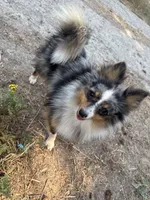 Terrance, a male Australian Cattle Dog and Pomeranian for sale in Bonners Ferry, ID – 5 of 8