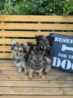 Bebe, a female Pomeranian and Yorkshire Terrier for sale in Bonners Ferry, ID – 8 of 9