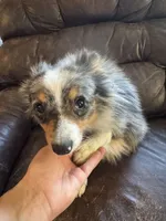 Terrance, a male Australian Cattle Dog and Pomeranian for sale in Bonners Ferry, ID – 3 of 8