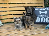Opie, a male Pomeranian and Yorkshire Terrier for sale in Bonners Ferry, ID – 10 of 10