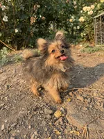 Opie/Riley, a male Pomeranian and Yorkshire Terrier for sale in Bonners Ferry, ID – 5 of 9