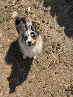 Patty, a female Australian Cattle Dog and Pomeranian for sale in Bonners Ferry, ID – 9 of 10