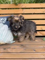 Andy, a male Yorkshire Terrier for sale in Bonners Ferry, ID – 7 of 10
