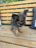 Bebe, a female Pomeranian and Yorkshire Terrier for sale in Bonners Ferry, ID – 3 of 9