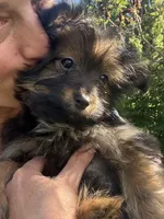 Andy, a male Yorkshire Terrier for sale in Bonners Ferry, ID – 3 of 10