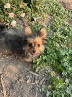 Opie/Riley, a male Pomeranian and Yorkshire Terrier for sale in Bonners Ferry, ID – 7 of 9