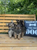 Andy, a male Yorkshire Terrier for sale in Bonners Ferry, ID – 8 of 10