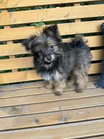 Andy, a male Yorkshire Terrier for sale in Bonners Ferry, ID – 4 of 10
