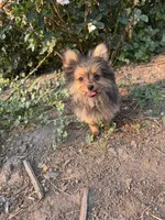 Opie/Riley, a male Pomeranian and Yorkshire Terrier for sale in Bonners Ferry, ID – 4 of 9