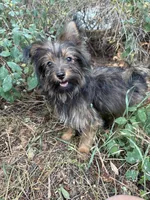 Andy, a male Pomeranian and Yorkshire Terrier for sale in Bonners Ferry, ID – 3 of 10