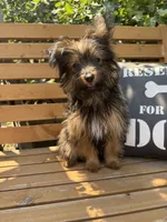 Andy, a male Pomeranian and Yorkshire Terrier for sale in Bonners Ferry, ID – 8 of 10
