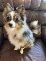 Terrance, a male Australian Cattle Dog and Pomeranian for sale in Bonners Ferry, ID – 8 of 8