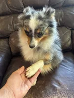 Terrance, a male Australian Cattle Dog and Pomeranian for sale in Bonners Ferry, ID – 4 of 8