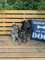 Opie, a male Pomeranian and Yorkshire Terrier for sale in Bonners Ferry, ID – 7 of 10