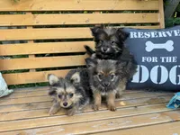 Opie, a male Pomeranian and Yorkshire Terrier for sale in Bonners Ferry, ID – 8 of 10