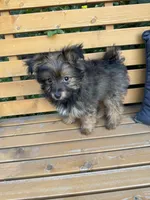 Andy, a male Yorkshire Terrier for sale in Bonners Ferry, ID – 2 of 10