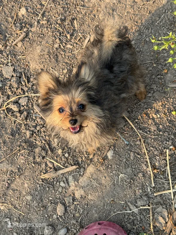 Opie/Riley – Pomeranian, Yorkshire Terrier puppy for sale in Bonners Ferry, ID