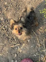 Opie/Riley, a male Pomeranian and Yorkshire Terrier for sale in Bonners Ferry, ID – 1 of 9
