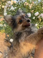 Opie/Riley, a male Pomeranian and Yorkshire Terrier for sale in Bonners Ferry, ID – 2 of 9