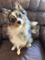 Terrance, a male Australian Cattle Dog and Pomeranian for sale in Bonners Ferry, ID – 7 of 8