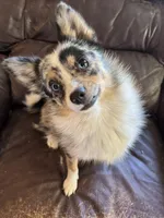 Patty, a female Australian Cattle Dog and Pomeranian for sale in Bonners Ferry, ID – 7 of 10