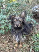 Andy, a male Pomeranian and Yorkshire Terrier for sale in Bonners Ferry, ID – 5 of 10