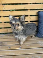 Opie, a male Pomeranian and Yorkshire Terrier for sale in Bonners Ferry, ID – 2 of 10