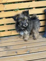 Andy, a male Yorkshire Terrier for sale in Bonners Ferry, ID – 1 of 10