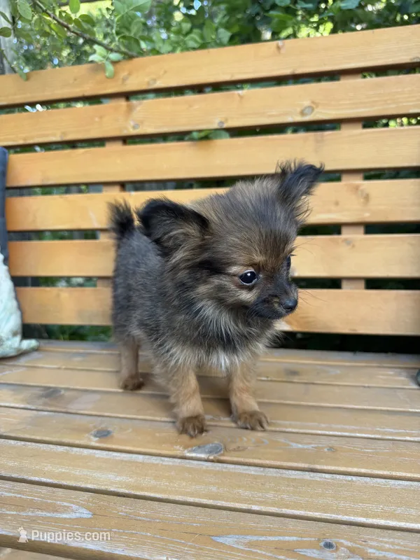 Bebe – Pomeranian, Yorkshire Terrier puppy for sale in Bonners Ferry, ID