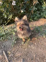 Opie/Riley, a male Pomeranian and Yorkshire Terrier for sale in Bonners Ferry, ID – 8 of 9