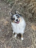Patty, a female Australian Cattle Dog and Pomeranian for sale in Bonners Ferry, ID – 10 of 10
