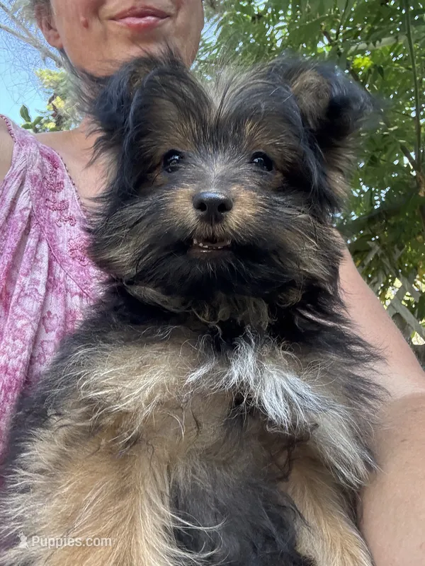Andy – Pomeranian, Yorkshire Terrier puppy for sale in Bonners Ferry, ID