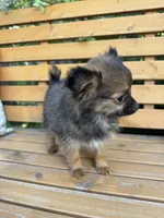 Bebe, a female Pomeranian and Yorkshire Terrier for sale in Bonners Ferry, ID – 2 of 9