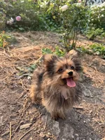 Opie/Riley, a male Pomeranian and Yorkshire Terrier for sale in Bonners Ferry, ID – 3 of 9
