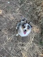 Patty, a female Australian Cattle Dog and Pomeranian for sale in Bonners Ferry, ID – 5 of 10