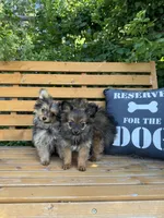 Bebe, a female Pomeranian and Yorkshire Terrier for sale in Bonners Ferry, ID – 9 of 9