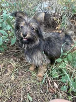 Andy, a male Pomeranian and Yorkshire Terrier for sale in Bonners Ferry, ID – 2 of 10