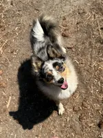 Patty, a female Australian Cattle Dog and Pomeranian for sale in Bonners Ferry, ID – 4 of 10