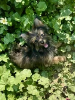 Andy, a male Pomeranian and Yorkshire Terrier for sale in Bonners Ferry, ID – 4 of 10