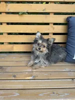 Opie, a male Pomeranian and Yorkshire Terrier for sale in Bonners Ferry, ID – 6 of 10