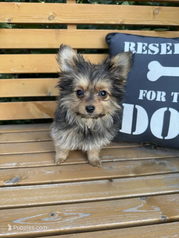 Opie – Pomeranian, Yorkshire Terrier puppy for sale in Bonners Ferry, ID